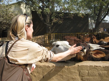 Mistress Troy visits Care for Cows in Vrindavan, India