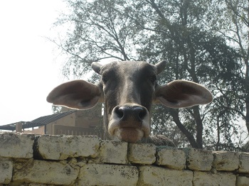 Mistress Troy sees a curious cow in Vrindavan, India, at Care for Cows